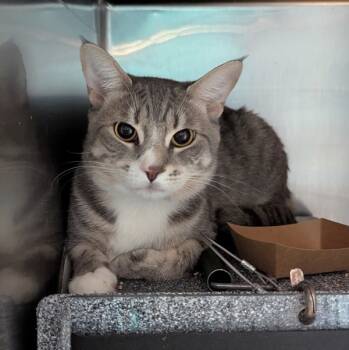 Rescue Domestic Short Hair Cats for Adoption in New York, New York - Mimi | PetCurious