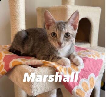 Marshall -  Domestic Short Hair Cat for Adoption in Chandler, Arizona - Marshall | PetCurious
