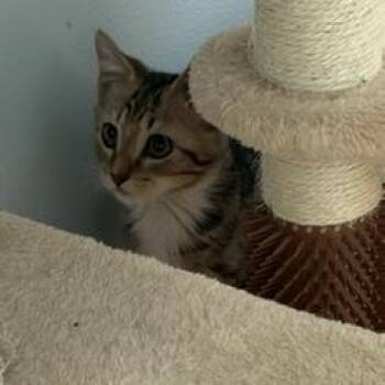 Blue -  Domestic Short Hair Cat for Adoption in Greensboro, Georgia - Blue | PetCurious