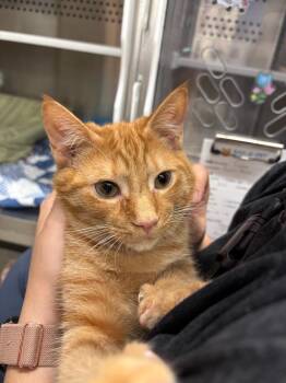 Sunny -  Domestic Short Hair Cat for Adoption in PORT WENTWRTH, Georgia - Sunny | PetCurious