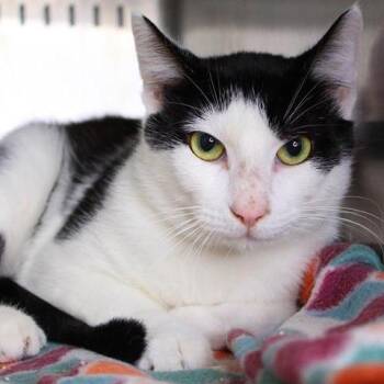 Domestic Short Hair Cats Available for Adoption in Hopkinton, Massachusetts - Buddy | PetCurious