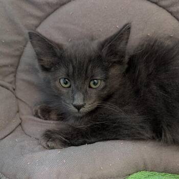 Luther -  Domestic Medium Hair Cat for Adoption in Hawthorne, California - Luther | PetCurious