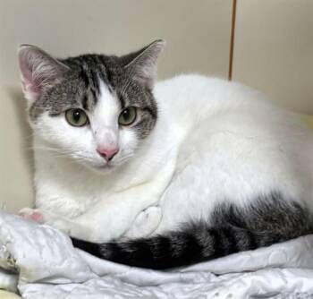 Domestic Short Hair Cats Available for Adoption in Dedham, Massachusetts - DAISY | PetCurious