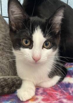 Rescue Domestic Short Hair Cats for Adoption in Columbia City, Indiana - Boise | PetCurious