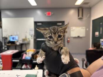 A1937458 -  Domestic Short Hair Cat for Adoption in Thousand Palms, California - A1937458 | PetCurious