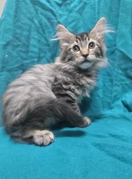 Ralphie -  Domestic Long Hair Cat for Adoption in Dickson, Tennessee - Ralphie | PetCurious