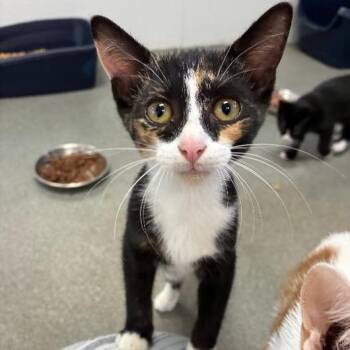 Showmance -  Domestic Short Hair Cat for Adoption in Carencro, Louisiana - Showmance | PetCurious