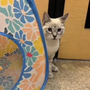 Siamese Cats Available for Adoption - Milo | PetCurious