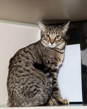 Pickle -  Domestic Short Hair Cat for Adoption in Longmont, Colorado - Pickle | PetCurious