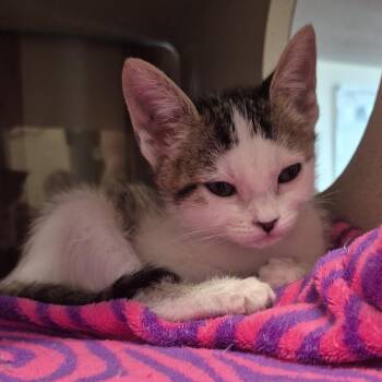 Domestic Short Hair Cats Available for Adoption in Reno, Nevada - Eliza | PetCurious