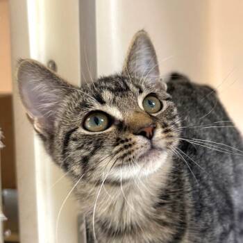 Audra -  Domestic Short Hair Cat for Adoption in Harrisonburg, Virginia - Audra | PetCurious