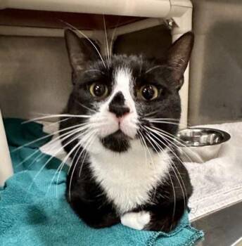 Rescue American Shorthair Cats for Adoption in Bethel, Connecticut - Sam | PetCurious