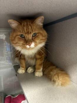 *Copperpaw* -  Domestic Long Hair Cat for Adoption in Salt Lake City, Utah - *Copperpaw* | PetCurious