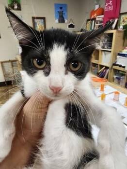Molly $75 fostered -  Domestic Short Hair Cat for Adoption in Seneca, South Carolina - Molly $75 Fostered | PetCurious