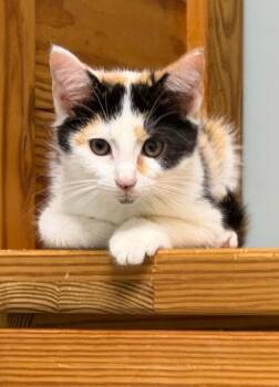 Pip -  Domestic Short Hair Cat for Adoption in Dale City, Virginia - Pip | PetCurious