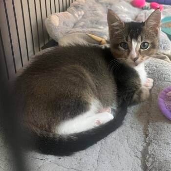 Baler -  Domestic Short Hair Cat for Adoption in Wichita, Kansas - Baler | PetCurious