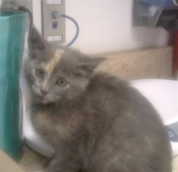 Domestic Short Hair Cats Available for Adoption in Albuquerque, New Mexico - CINDER | PetCurious