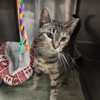 Abigail -  Domestic Short Hair Cat for Adoption in Evensville, Tennessee - Abigail | PetCurious