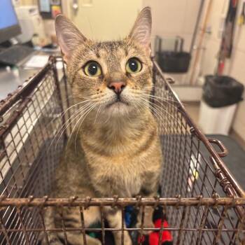Sweetie -  Domestic Short Hair Cat for Adoption in Chicago, Illinois - Sweetie | PetCurious