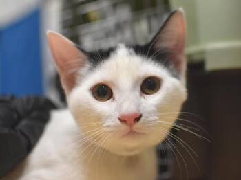 Picture Perfect -  Domestic Short Hair Cat for Adoption in Portland, Oregon - Picture Perfect | PetCurious