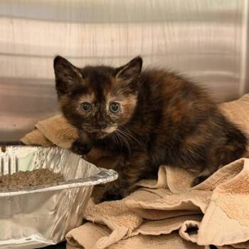 CERSEI -  Domestic Short Hair Cat for Adoption in Tustin, California - CERSEI | PetCurious