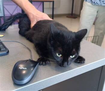 COSMO -  Domestic Short Hair Cat for Adoption - COSMO | PetCurious