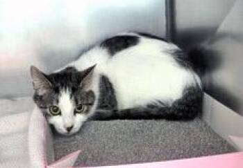 Taragon -  Domestic Short Hair Cat for Adoption in Fishers, Indiana - Taragon | PetCurious