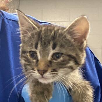 Rescue Domestic Short Hair Cats for Adoption in Greenville, South Carolina - Nut | PetCurious
