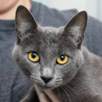 Shadow -  Domestic Short Hair Cat for Adoption in Middletown, Rhode Island - Shadow | PetCurious