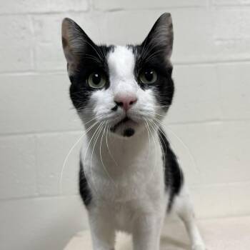 Little Lynn -  Domestic Short Hair Cat for Adoption in Lyndhurst, Virginia - Little Lynn | PetCurious