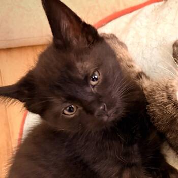 Domestic Short Hair Cats Available for Adoption in Chicago, Illinois - Lando | PetCurious