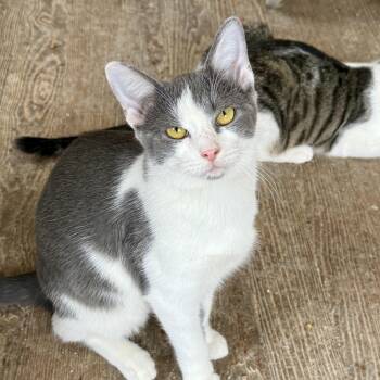 Milkshake -  Domestic Short Hair Cat for Adoption in Shreveport, Louisiana - Milkshake | PetCurious