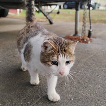 American Shorthair Cats Available for Adoption - Tameka | PetCurious