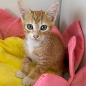 Finn (OT 1) -  Domestic Short Hair Cat for Adoption in Floresville, Texas - Finn (OT 1) | PetCurious