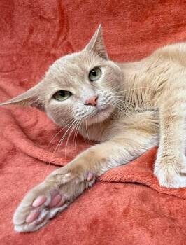 Rowdy (bonded pair) -  Domestic Short Hair Cat for Adoption in Maryville, Missouri - Rowdy (bonded Pair) | PetCurious