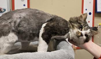 Domestic Medium Hair Cats Available for Adoption in Herndon, Virginia - Joker | PetCurious