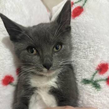 Rescue Domestic Short Hair Cats for Adoption in Weehawken Township, New Jersey - Khonshu & Bastet | PetCurious