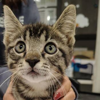Domestic Short Hair Cats Available for Adoption in Tampa, Florida - Shaggy | PetCurious