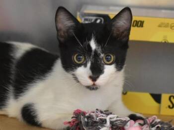 Gorgonzola -  Domestic Short Hair Cat for Adoption in Portland, Oregon - Gorgonzola | PetCurious