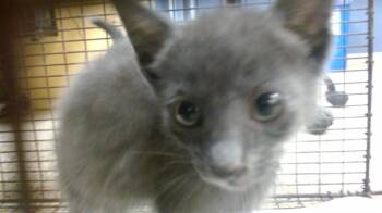 NERO -  Domestic Short Hair Cat Available for Adoption in Doral, Florida - NERO | PetCurious