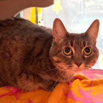 Sunny -  Domestic Medium Hair Cat for Adoption in Midland, Texas - Sunny | PetCurious