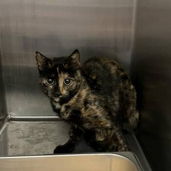 Shanel -  Domestic Short Hair Cat for Adoption in Horn Lake, Mississippi - Shanel | PetCurious