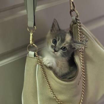 Domestic Medium Hair Cats Available for Adoption in Prosper, Texas - Glinda C007476 | PetCurious