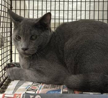 Rescue Domestic Short Hair Cats for Adoption in Fort Lauderdale, Florida - A2449655 | PetCurious