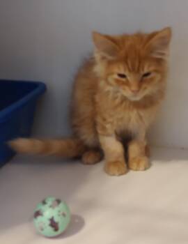 Domestic Medium Hair Cats Available for Adoption in Phoenix, Arizona - Bosley | PetCurious