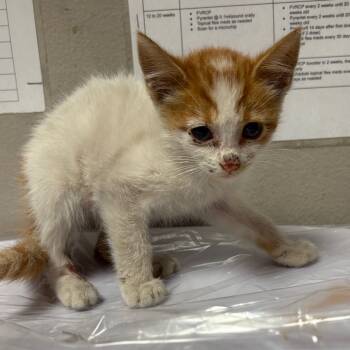 Rescue Domestic Short Hair Cats for Adoption in Yuma, Arizona - Kiwi | PetCurious