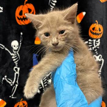 Loki -  Domestic Short Hair Cat for Adoption in San Antonio, Texas - Loki | PetCurious