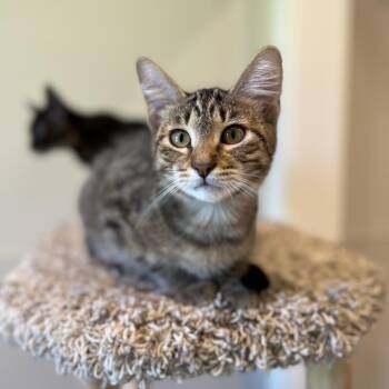 Rescue Domestic Short Hair Cats for Adoption in Saint Charles, Missouri - Haymitch | PetCurious
