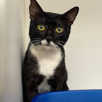 RuPaul -  Domestic Short Hair Cat Available for Adoption in West Palm Beach, Florida - RuPaul | PetCurious