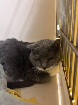 Domestic Short Hair Cats Available for Adoption in Rockaway, New Jersey - Mabel RM | PetCurious